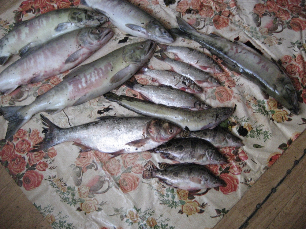 Рыбы реки Амур
