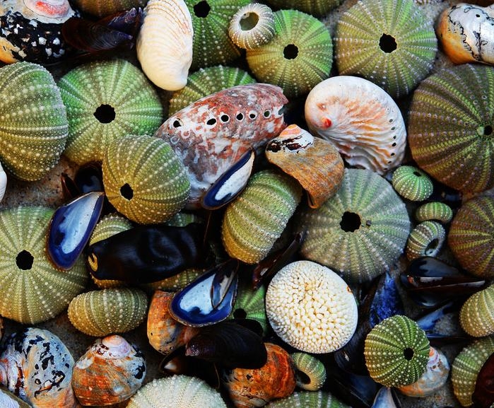 Морские ракушки - словно посланники неведомых миров