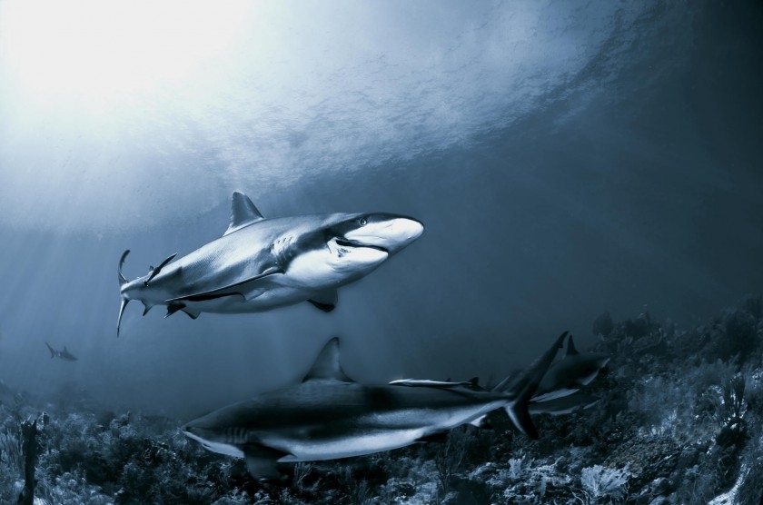 Страшные и прекрасные акулы 