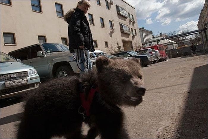 Медведи на улицах России