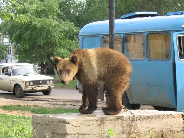 Медведи на улицах России