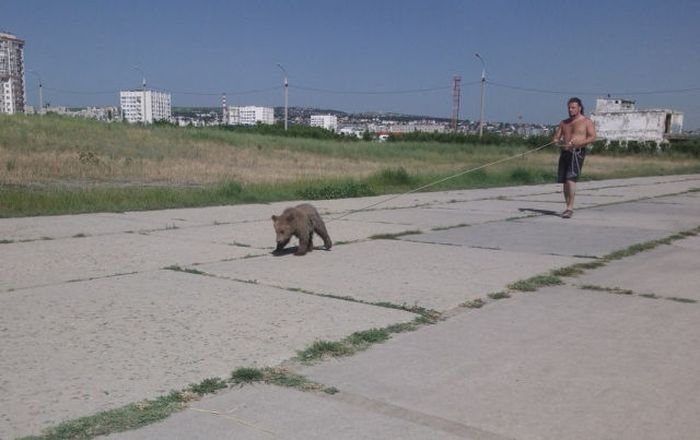 Медведи на улицах России