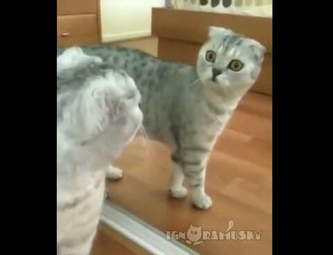 Кот увидел свое отражение  в зеркале