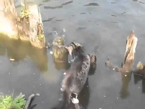 Кот ловит рыбу  