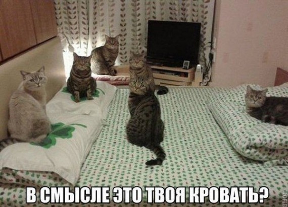  Кото-пост