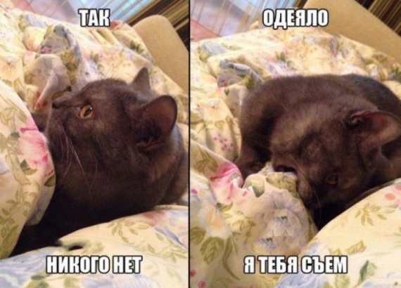  Кото-пост