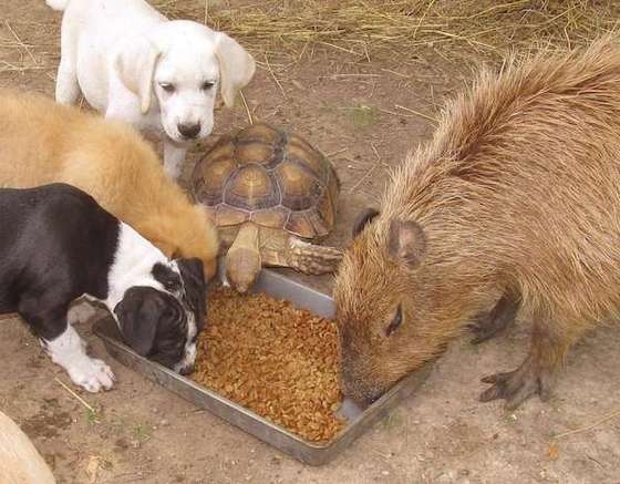 Необычная дружба в  приюте для животных
