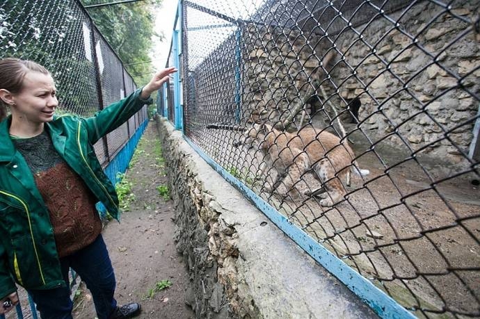 В Казанском зоопарке показали рысят