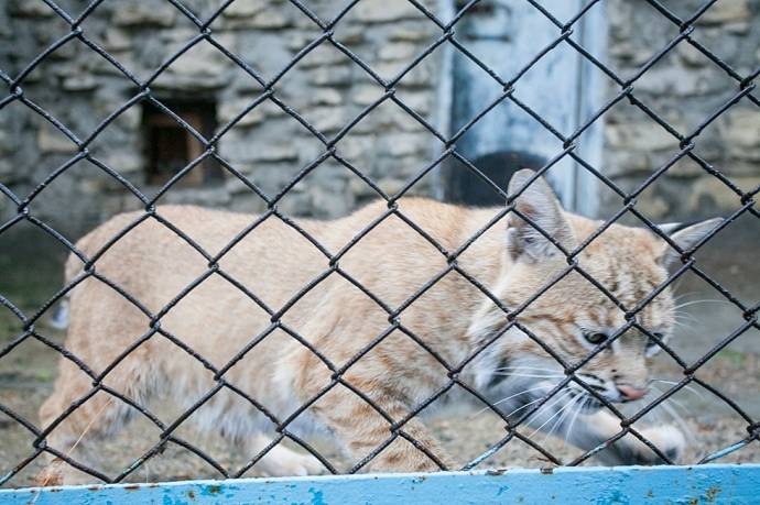 В Казанском зоопарке показали рысят