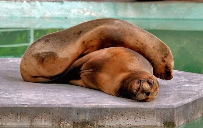 Не Тюлень, а Тюмень(с) Или сама доброта