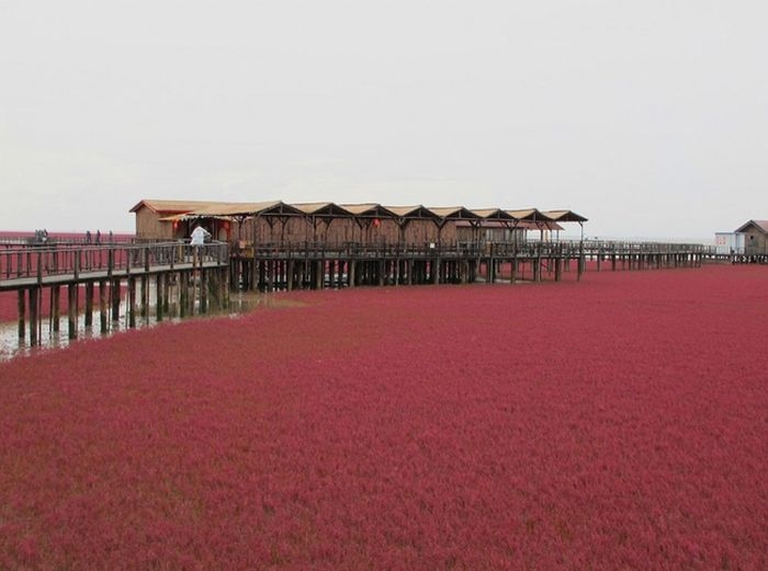 Необычный "Красный пляж" в Китае