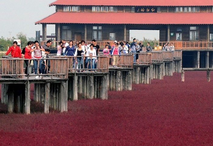 Необычный "Красный пляж" в Китае