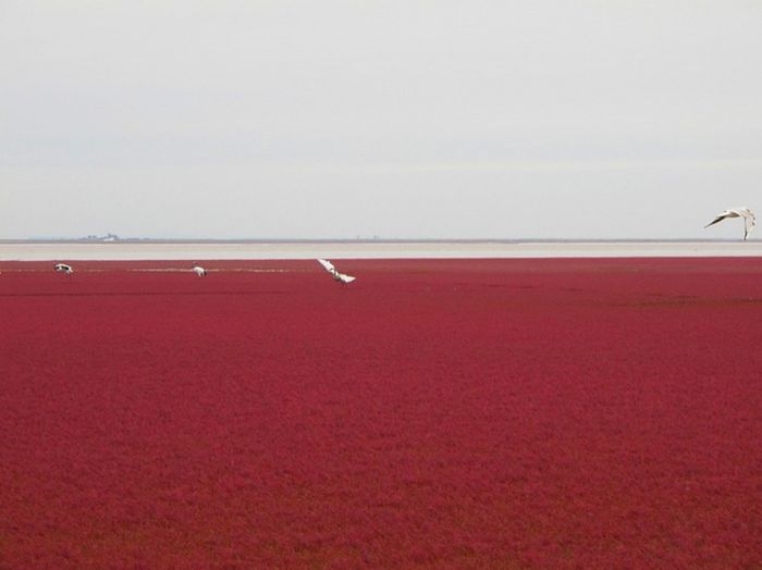 Необычный "Красный пляж" в Китае
