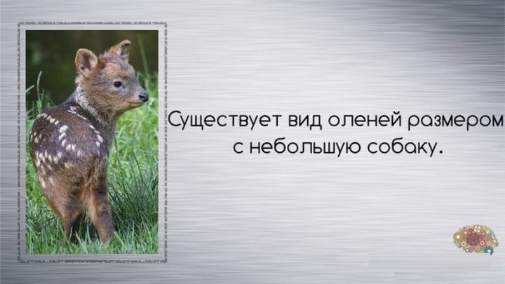  Неизвестные факты обо всём