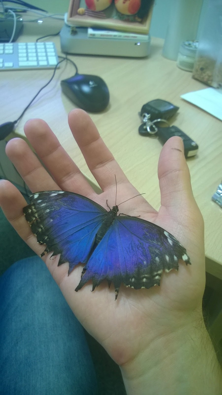 Домашняя бабочка