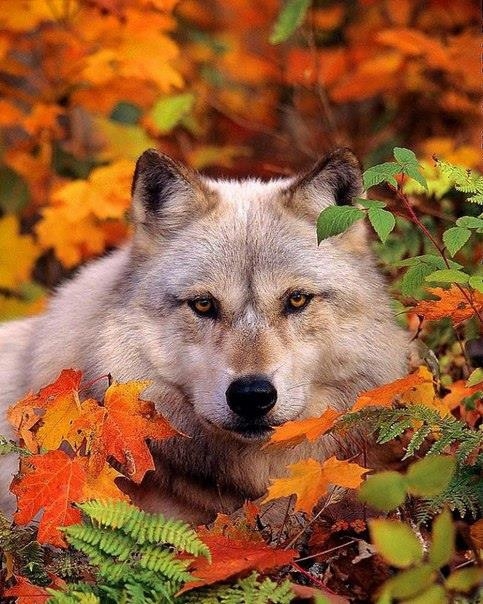 Осенние фото животных