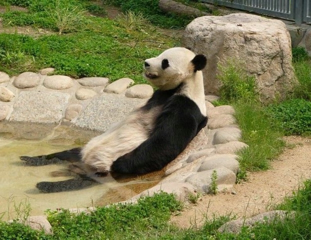 Панда. Почти медведь