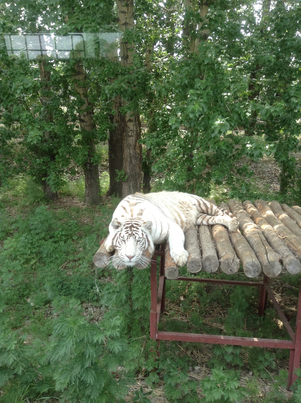 Поездка в Харбин