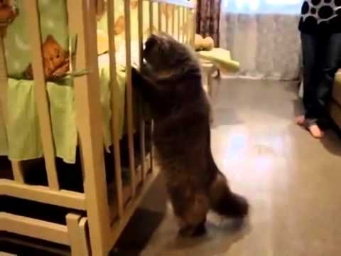 Реакция кота, который первый раз увидел ребенка  