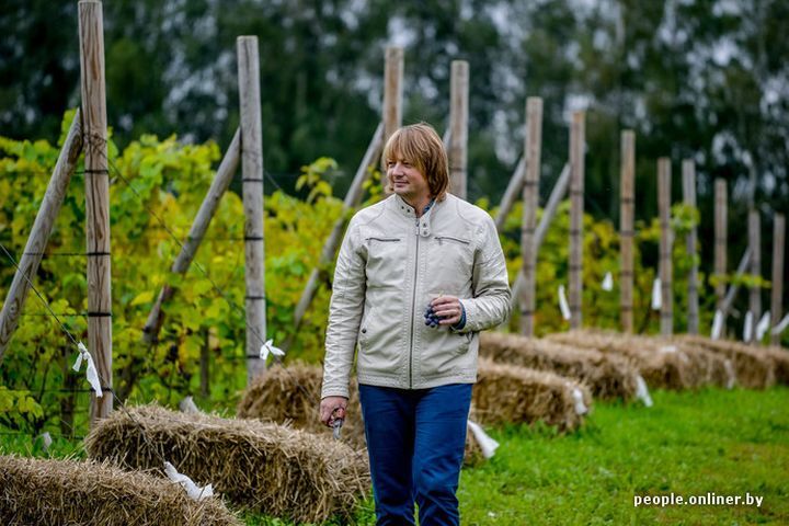 Белорусский виноградарь выращивает 500 сортов сладкой ягоды