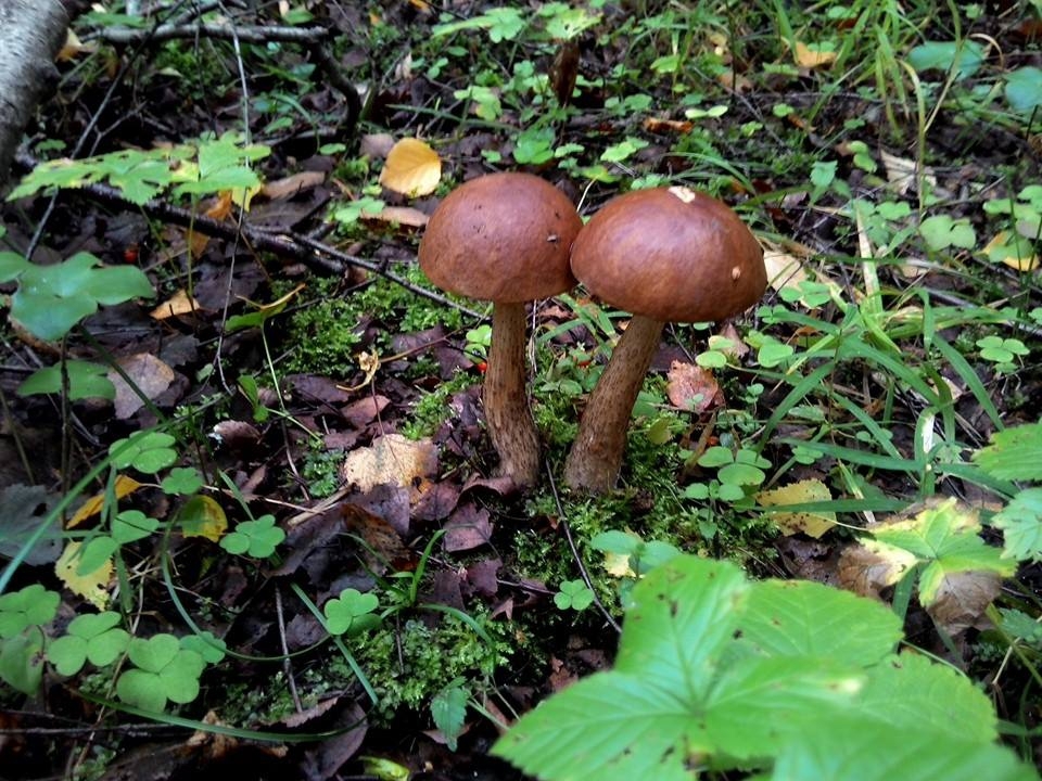 Первый поход за грибами - 2014