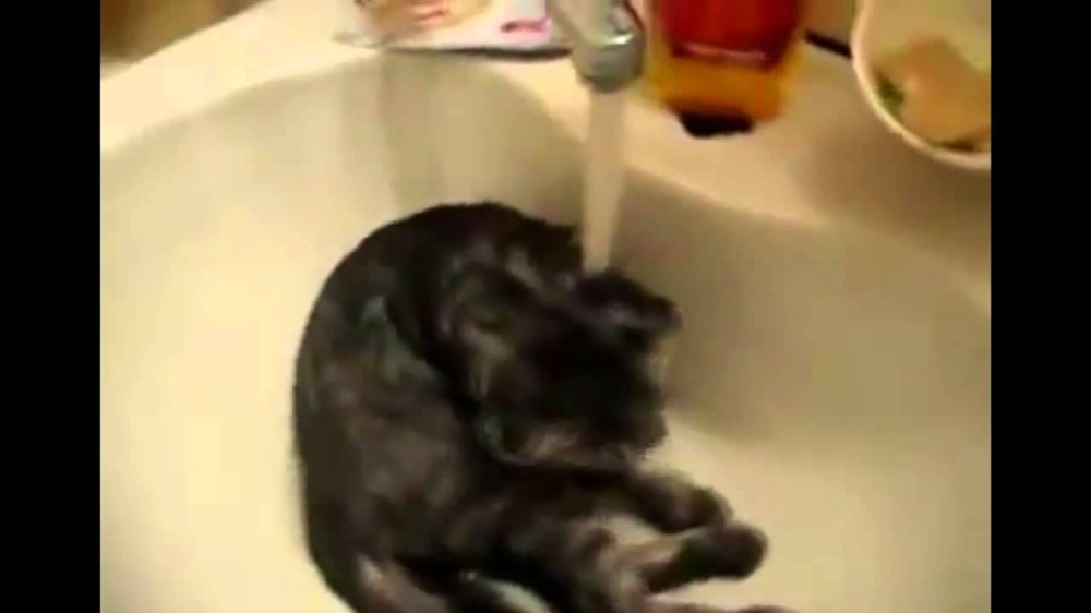 Кот принимает душ... жара ;-)  