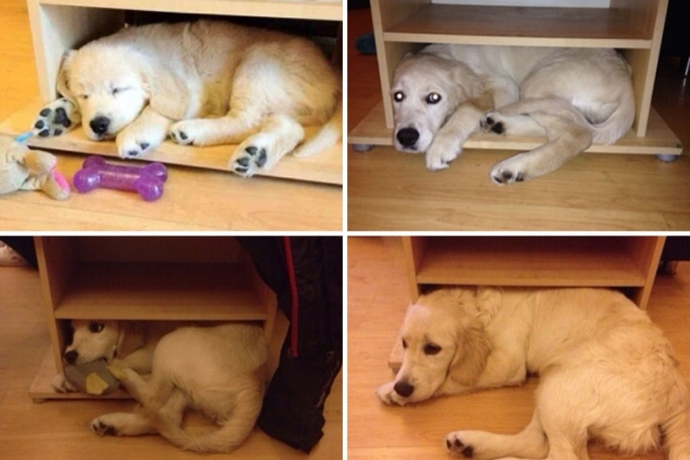 Щенки, выросшие во взрослых собак в стиле "до и после"