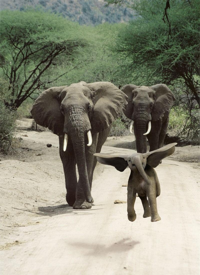 Слоненок взлетает