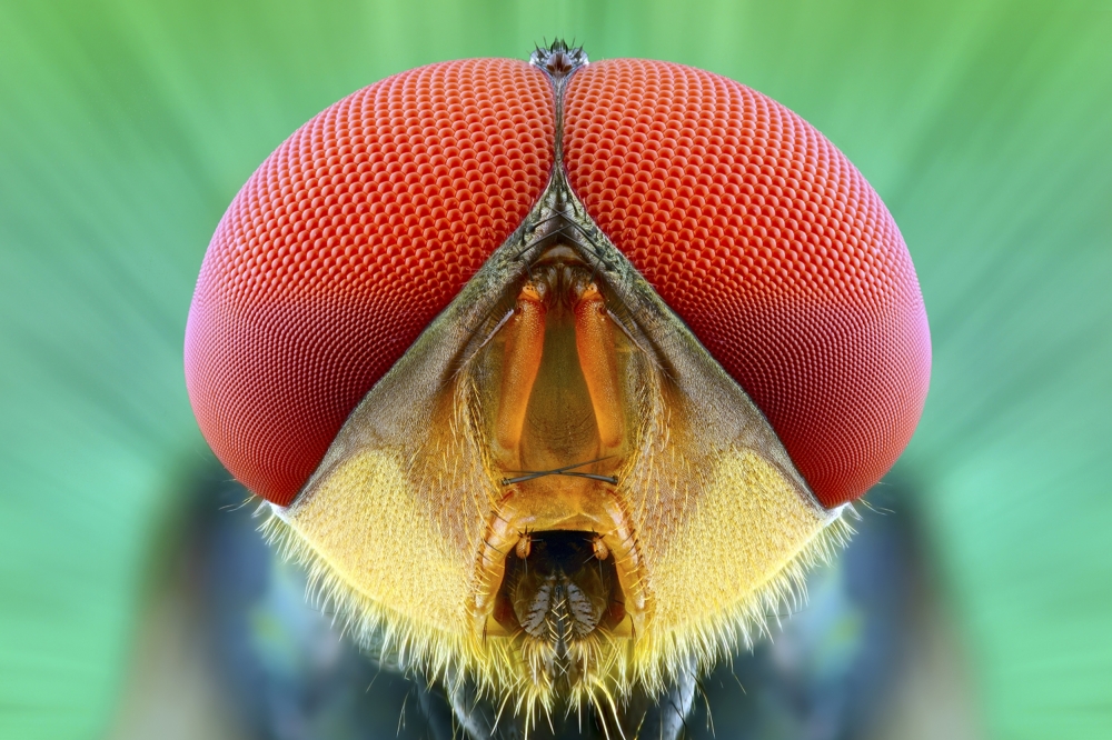 Фотопортреты насекомых, снятые крупным планом