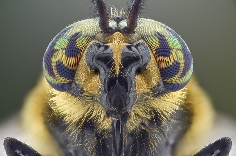 Фотопортреты насекомых, снятые крупным планом