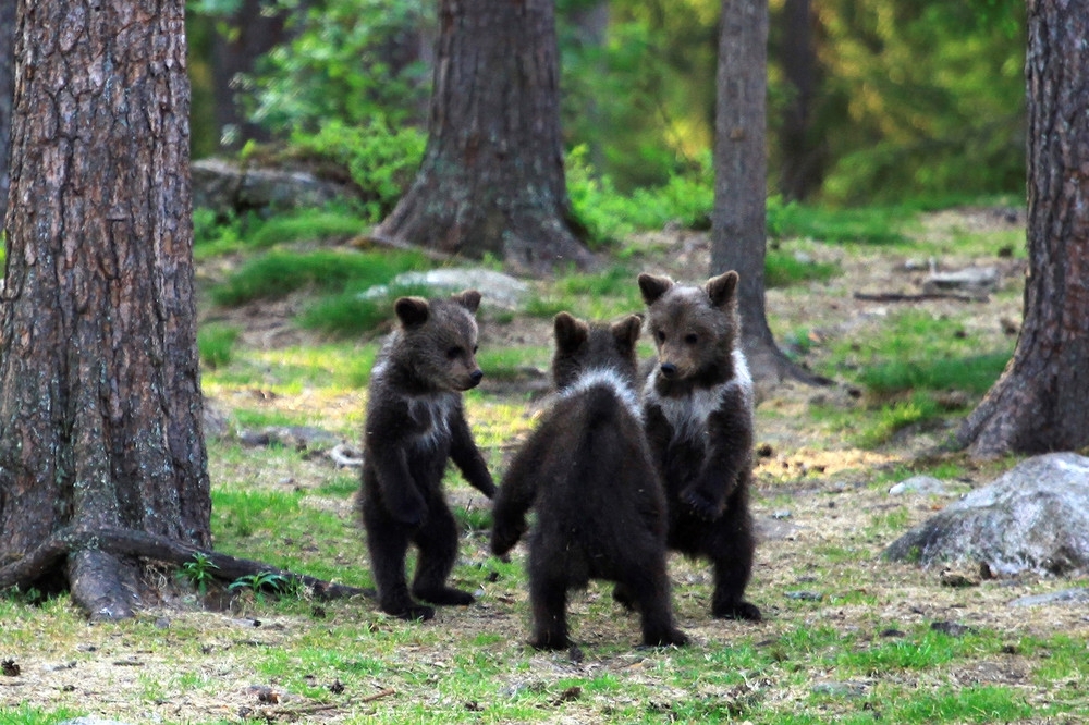 Танцы медвежат