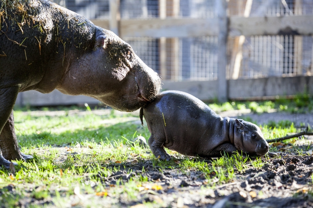 Детёныш карликового гиппопотама родился в шведском зоопарке