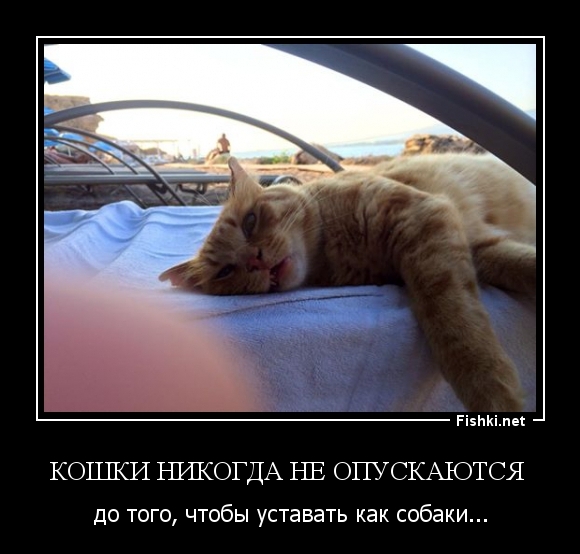 Кошки никогда не опускаются 
