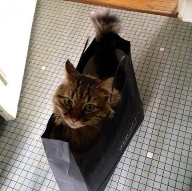 Кошки в упаковке