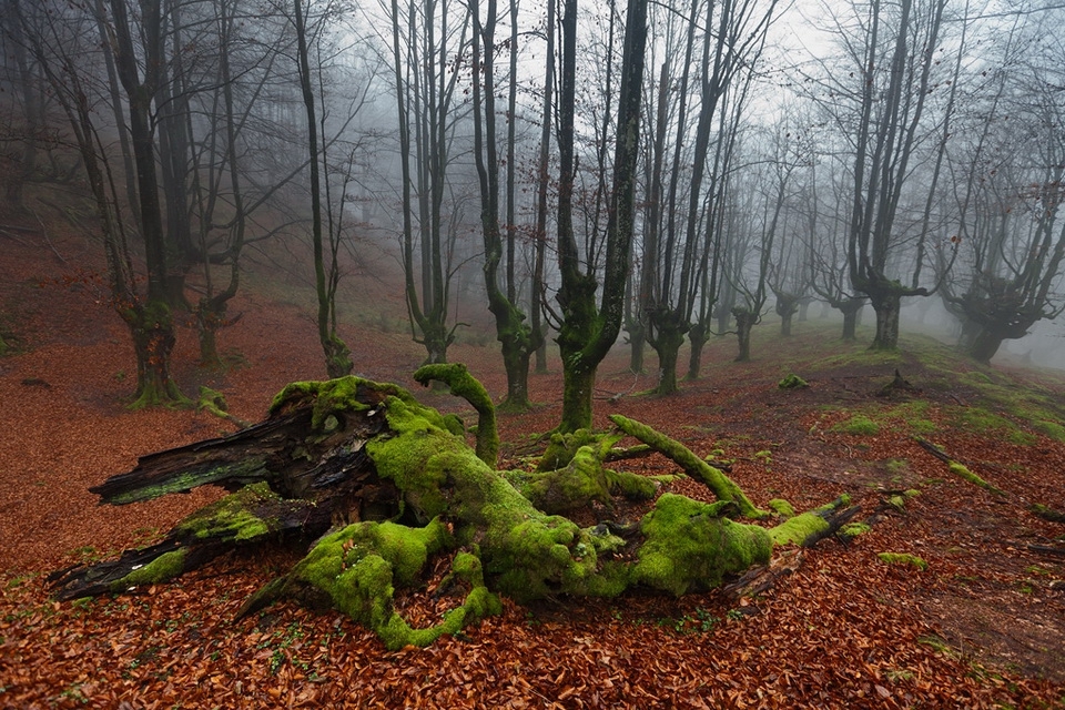Мистический лес Страны басков