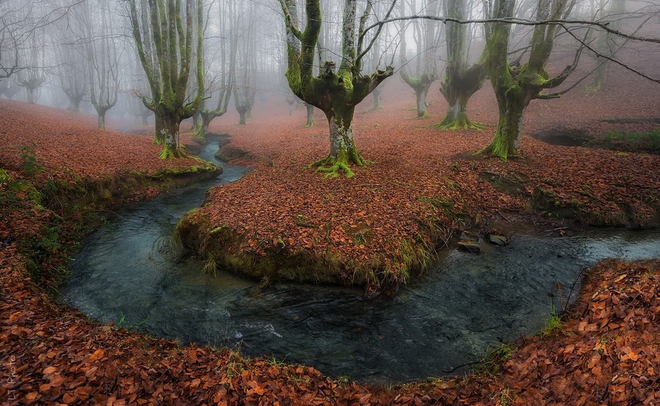 Мистический лес Страны басков