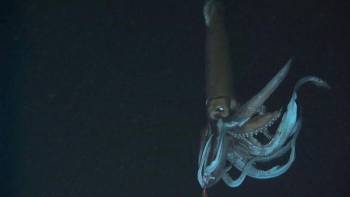 Монстры из морских глубин