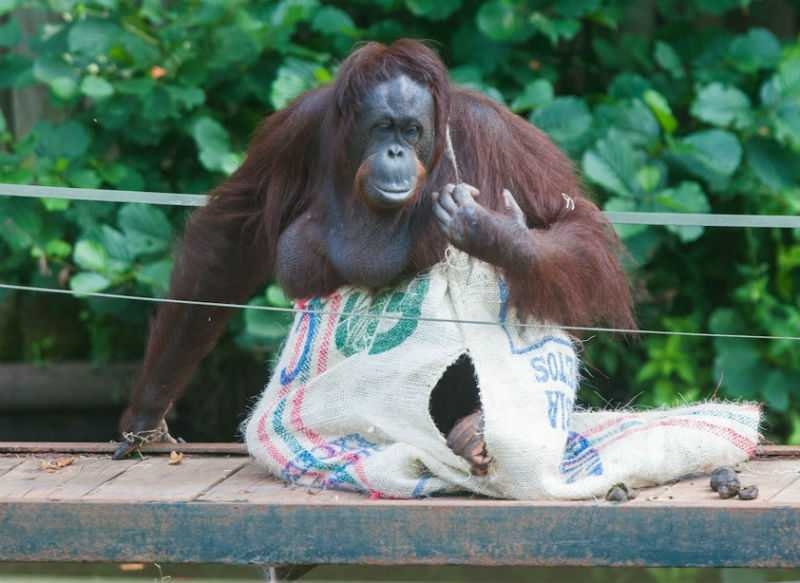 Самка орангутанга сделала себе платье из мешка