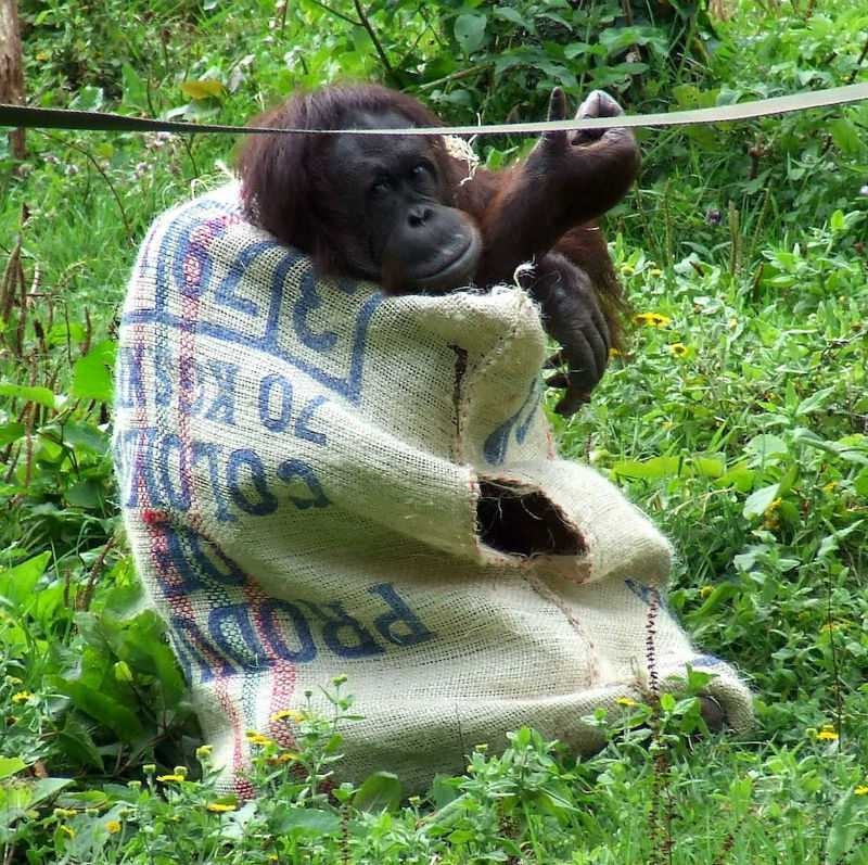 Самка орангутанга сделала себе платье из мешка