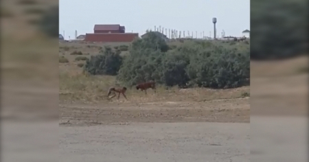 Мальчика Маугли сняли на видео в Атырау