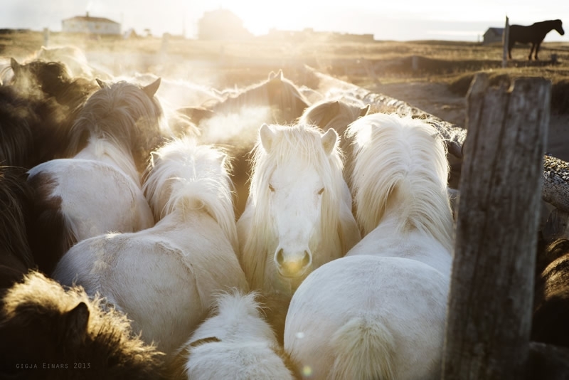 Буйная красота исландских лошадей