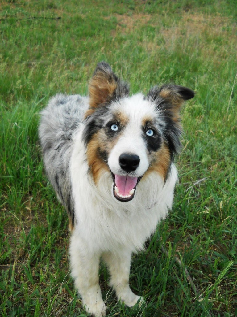 Собака с красивыми голубыми глазами