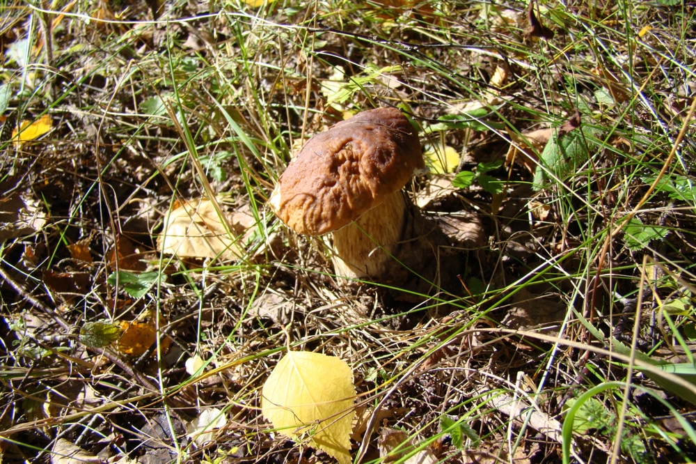 Грибное место 