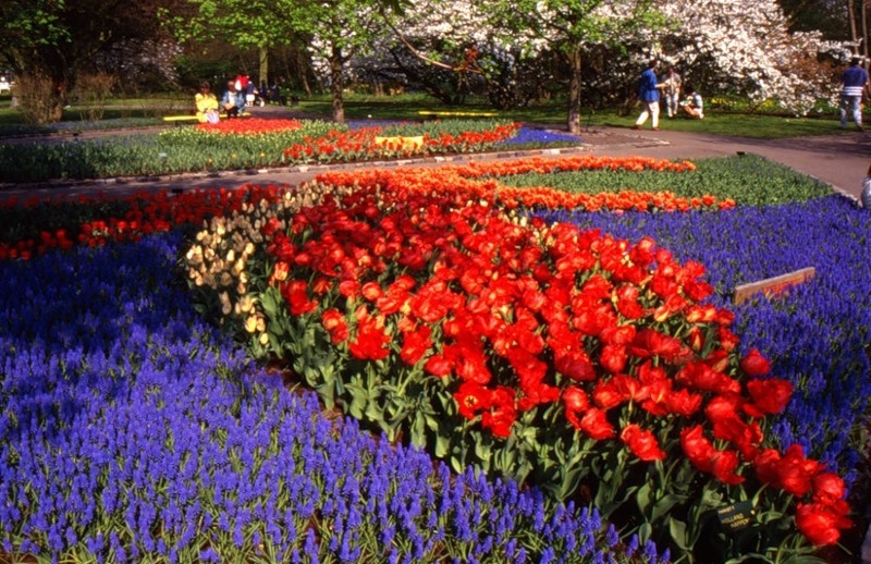 Парк тюльпанов в Голландии