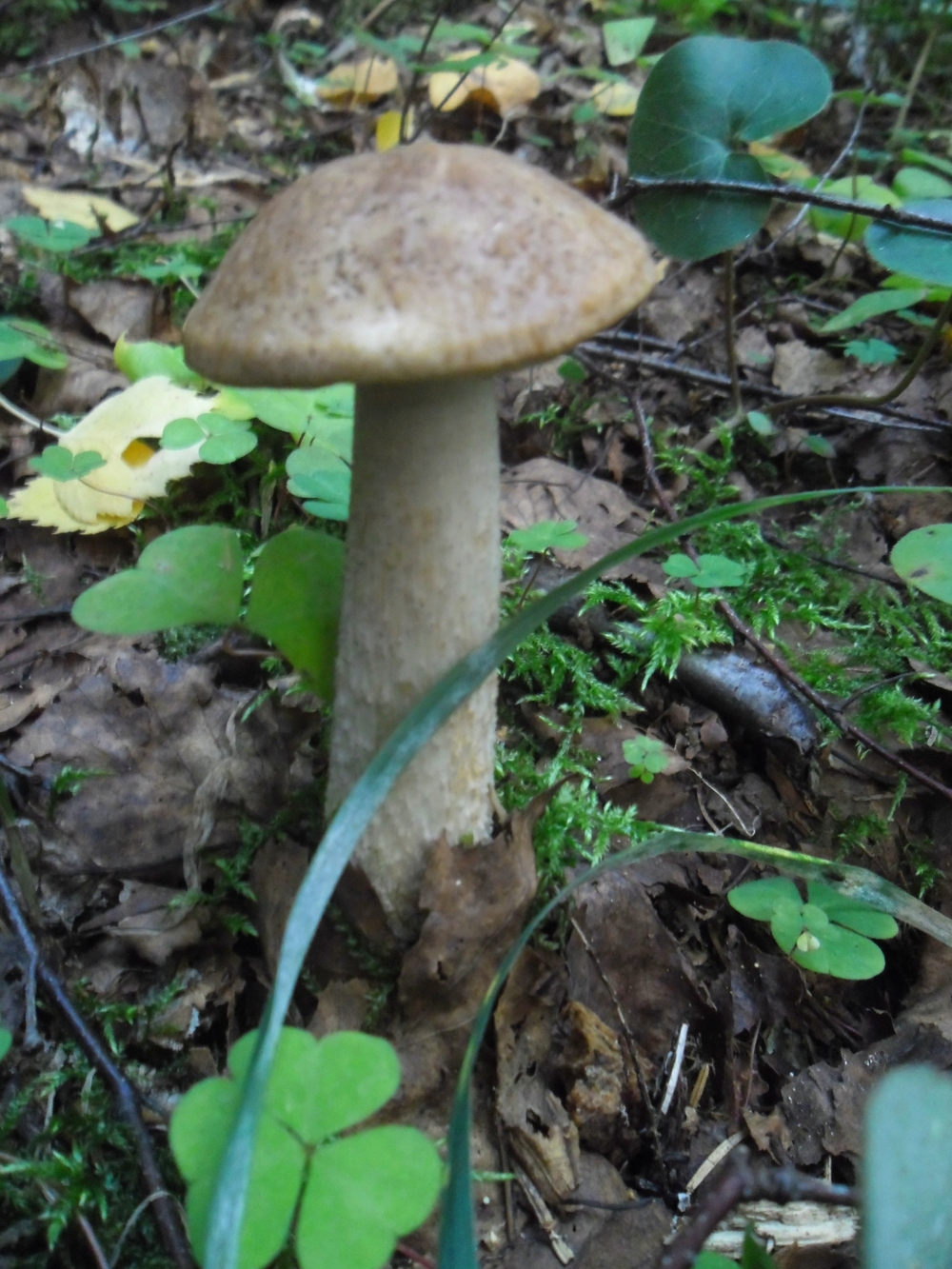 Забытое детство