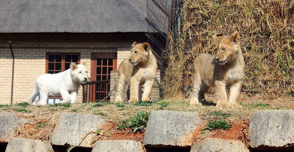 Первая прогулка львов-тройняшек