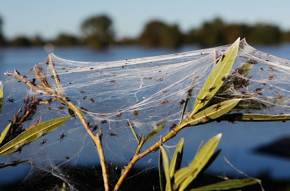 Нашествие пауков в Австралии