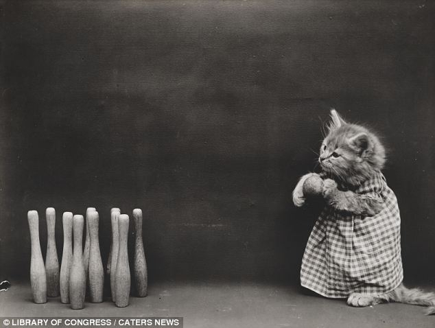 Коты начала 20-го века