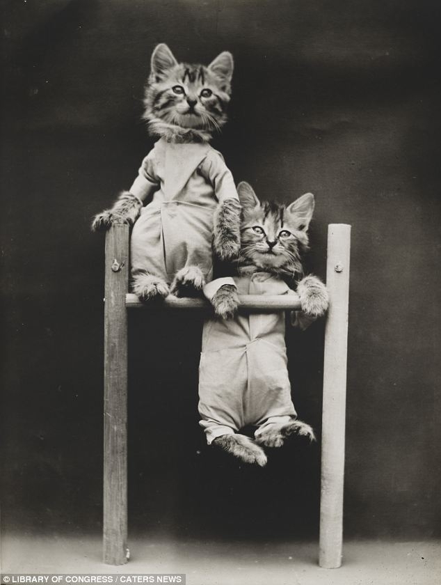 Коты начала 20-го века