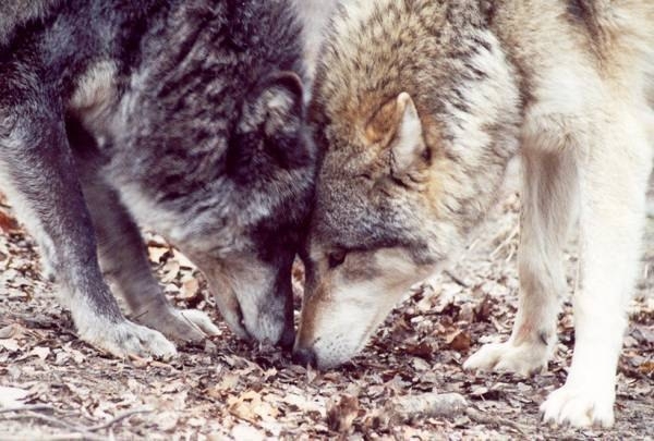 Два волка (Притча неизвестного происхождения)